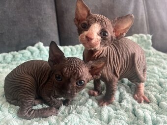 Kanadský sphynx - 6