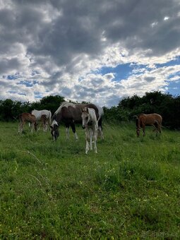 Hřebeček american paint horse - 6