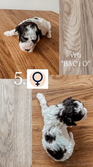 Prodám štěňata lagotto romagnolo - italský vodní pes - 6