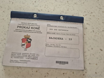 Kladrubský kůň - klisna stáří 11 let - 6