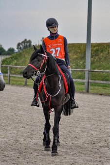 Arabsky zrebec - 6