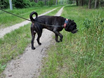 BRODY K ADOPCI - cane corso, mazel, parťák, vhodný k dětem - 6
