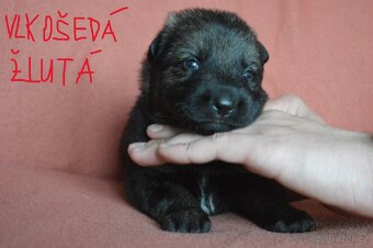 Německý ovčák-štěňata - 6
