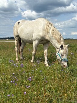 Hrebec appaloosa x CT - 6