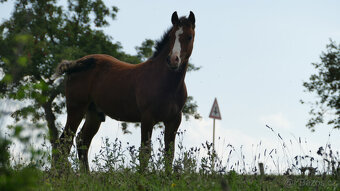 Welsh pony of cob type, sekce C - 6