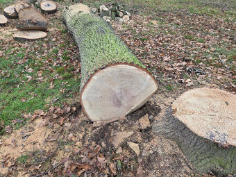 Dubová kulatina - 6