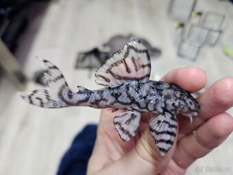 L 236 Super White - chovné páry - 6