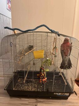 Kakadu růžový - 6