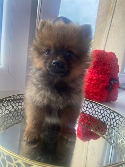 Pomeranian bez pp - 6