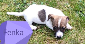 Jack Russel terier, kouzelná štěňátka - 6