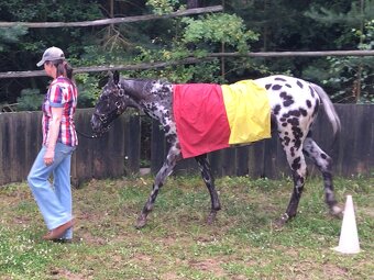 Appaloosa - klisna černý leopard - 6