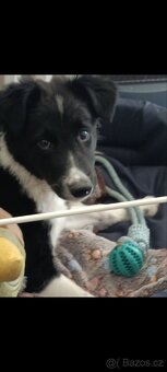 🐶 Border kolie s PP – štěně na prodej - 6