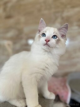 Ragdoll koťata bez PP - 6