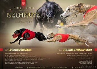 Whippet, Vipet s PP - 6