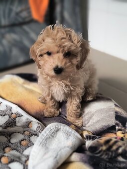 Maltipoo - 6
