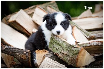 Border Collie, Border Kolia s PP FCI - 6