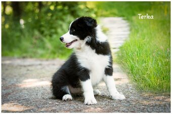 Border Collie, Border Kolia s PP FCI - 6