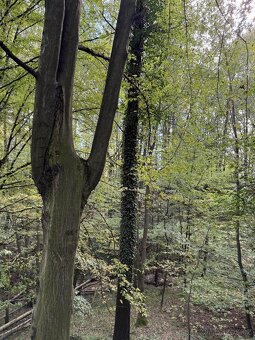 Prodám lesní pozemek v k.ú. Záblatí u Bohumína, p.č. 1454/28 - 6