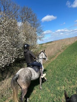 ⭐️ Krásný valášek na prodej ⭐️ - 6