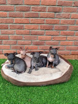 Americký bezsrstý teriér - 6