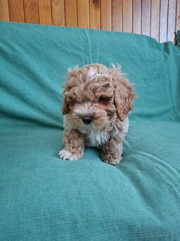 Maltipoo - 6
