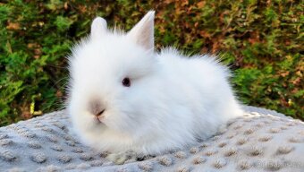 Zakrslý králík, králíček - (TEDDY) - HERBERT A HEIDY - 6