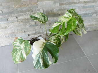 Monstera Albo Variegata - 6 a 7 listů - 6