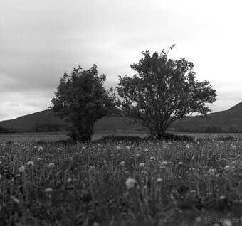Pentacon SIX + Flektogon 50/4, Biometar 80/2.8 MC + fresnel - 6