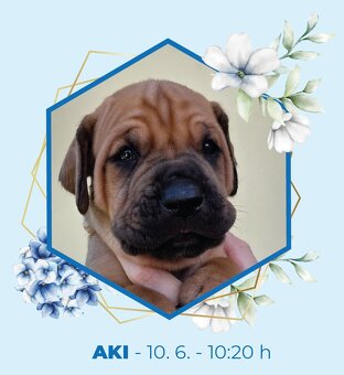 TOSA INU zlatá štěňátka s PP - 6