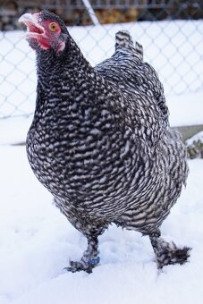 Mechelenky 🥚🐣 (násadová vejce i kuřátka) - 6