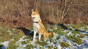 Prodám 2 štěňátka Akita Inu - 6