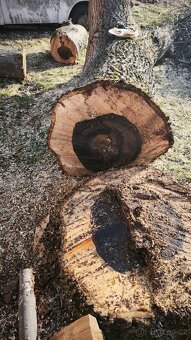 Dřevo ořešáku - 6