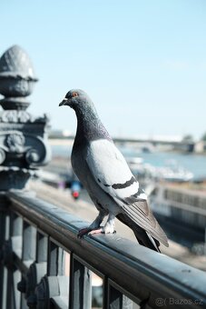 Fujifilm x-t1 18-55 2.8-4. - 6