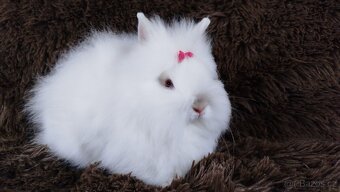 Zakrslý králík, králíček -(TEDDY)-HEIDY - 6