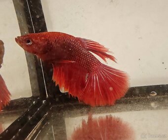 bojovnice bety samci a samice - 6