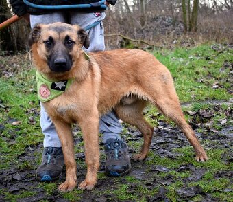 AMIGO K ADOPCI - 1 ROK, HRAVÝ, PŘÁTELSKÝ, VHODNÝ K DĚTEM - 6