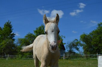 Roční pony valach - 6