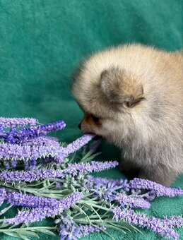 Štěňata pomeraniana s PP FCI - 6