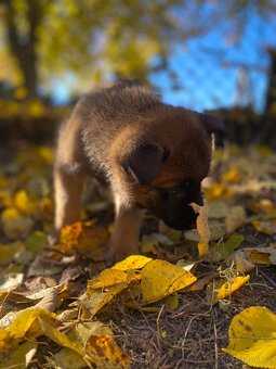 Belgický ovčák - Malinois - 6