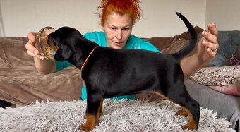 Dobrman s PP FCI - 6