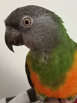 Papoušek Senegalský 7 let - 6