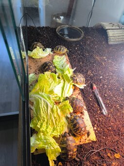 Želva zelenavá - 6