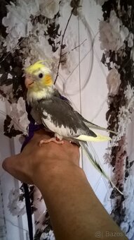 KORELA RUCNE DOKRMENA UCENA NA KSIRKY KLUK - 6