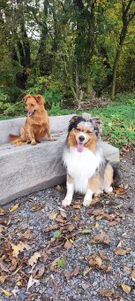 Australský ovčák - krytí chovným psem - 6