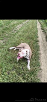 American Bully XL - 6