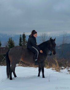 Quarter horse- připouštění (Bay roan) - 6