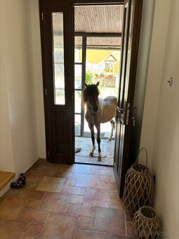 Mini hors - 6