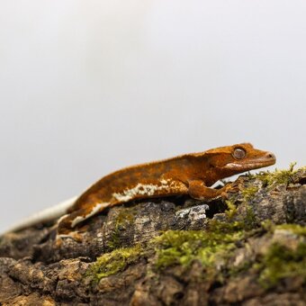 GeckoSVK - Pagekóny a krmivá - 6
