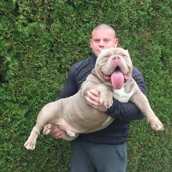 American Bully TOP krevní linie ABKC registrace - 6