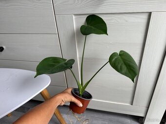 Monstera Monkey mask, Deliciosa, Minima - 6